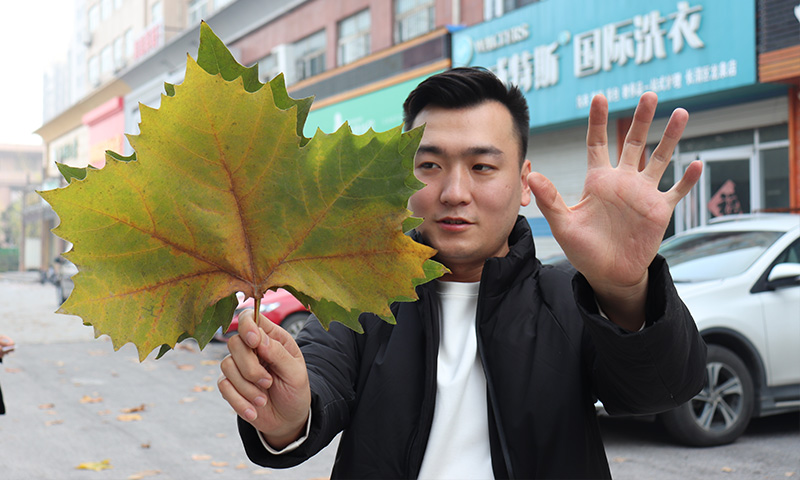 純電動樹葉收集車,秋季梧桐落葉收集轉運終結者